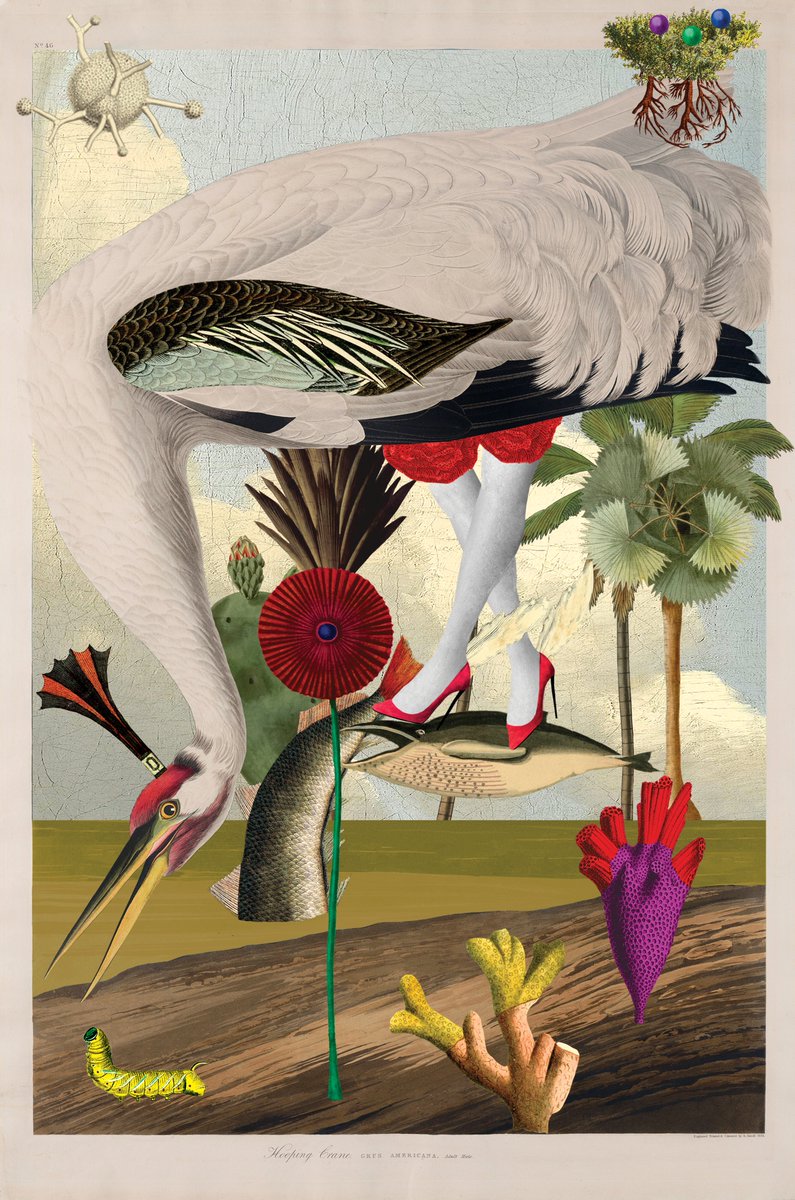 15% of primary &amp; 10% of secondary from the Birds of Sōlis collection will be donated to <a href="/NiaTero/">Nia Tero</a>, a non-profit org working in solidarity w/ Indigenous peoples around the world to secure guardianship of biodiverse ecosystems. 

MINT IS LIVE on snowcrash.com 😍 

#NFTs