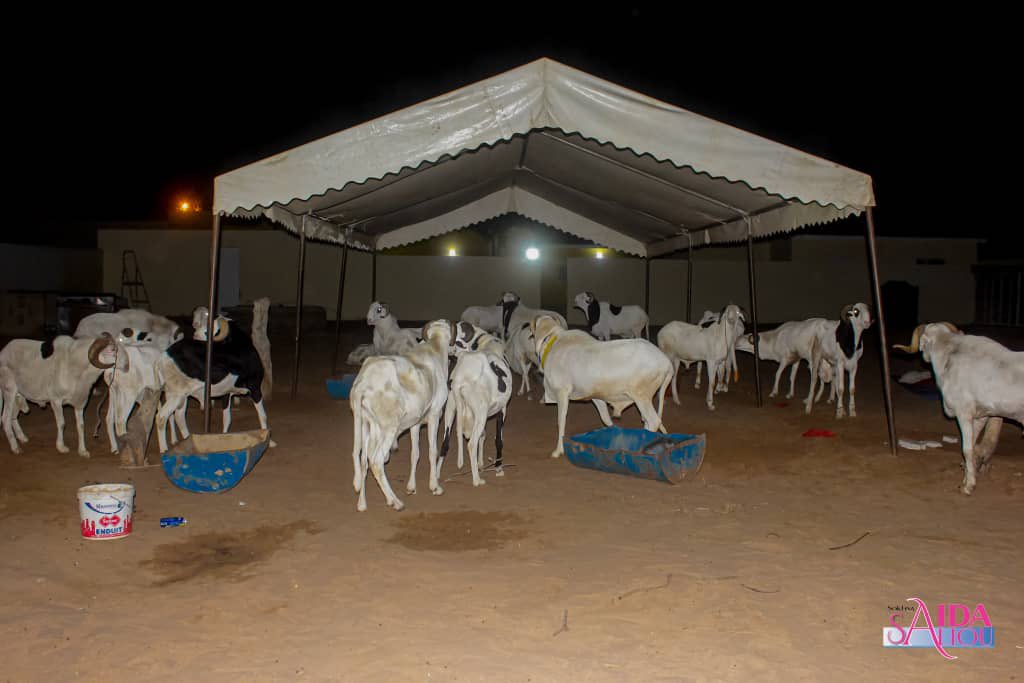 SokhnaAida_Off's tweet photo. Regardez les magnifiques moutons offerts par SOKHNA ADJA SALIOU à SOKHNA AIDA SALIOU en prévision de la célébration de la tabaski 2022.
#tabaski2022 #Tabaski #sokhnaaidasaliou #thiantakone #SERIGNEBETHIO #mourideimages #mouride #mouridesadikh https://t.co/WaEO5rjCoQ