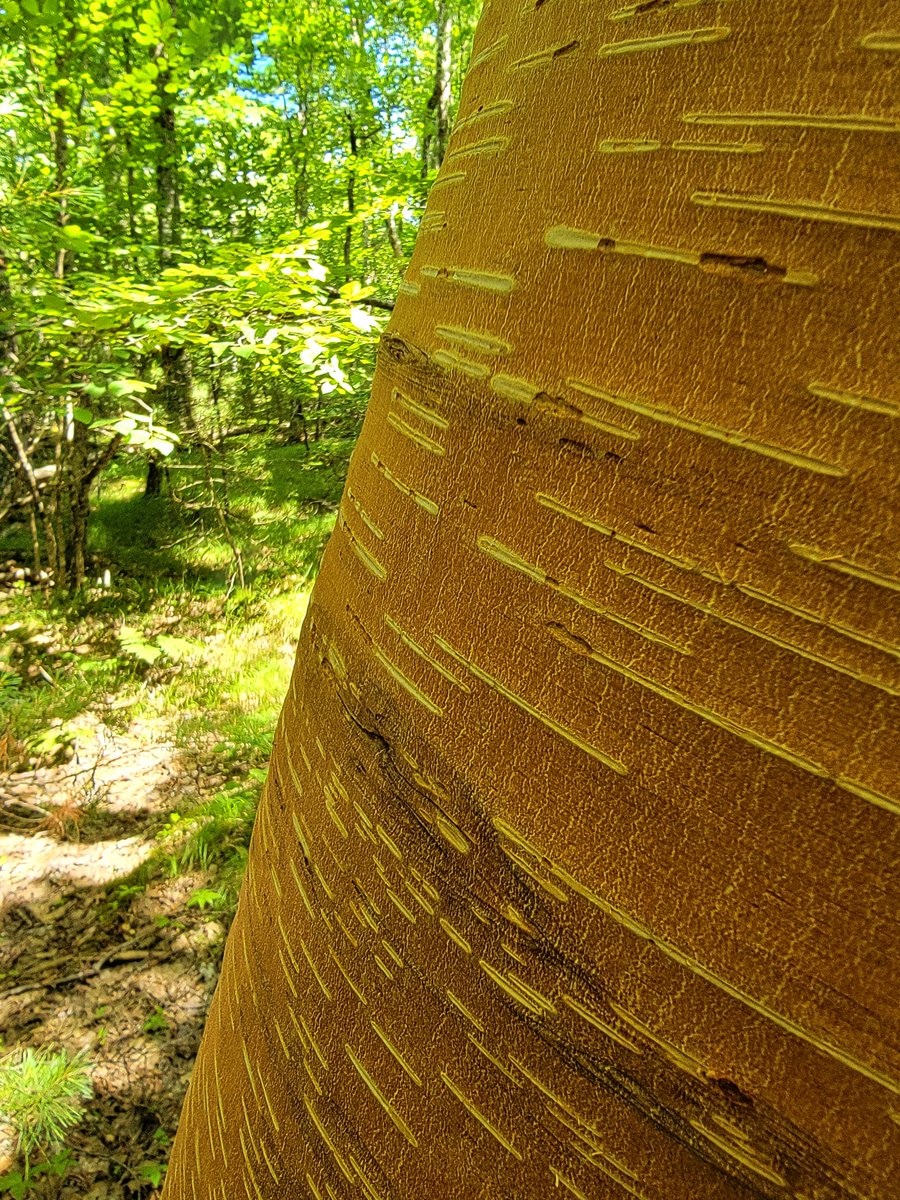 Mel7Labrador's tweet photo. When you are the only #family that does this traditional #birchbark stuff year-round, we share often.
AND did you know that white bark (outside) of the tree is turned the opposite way for construction of #canoes, #wikuom, #longhouses? a π§΅ for you #novascotia & some authenticity https://t.co/bTvCU0Boct