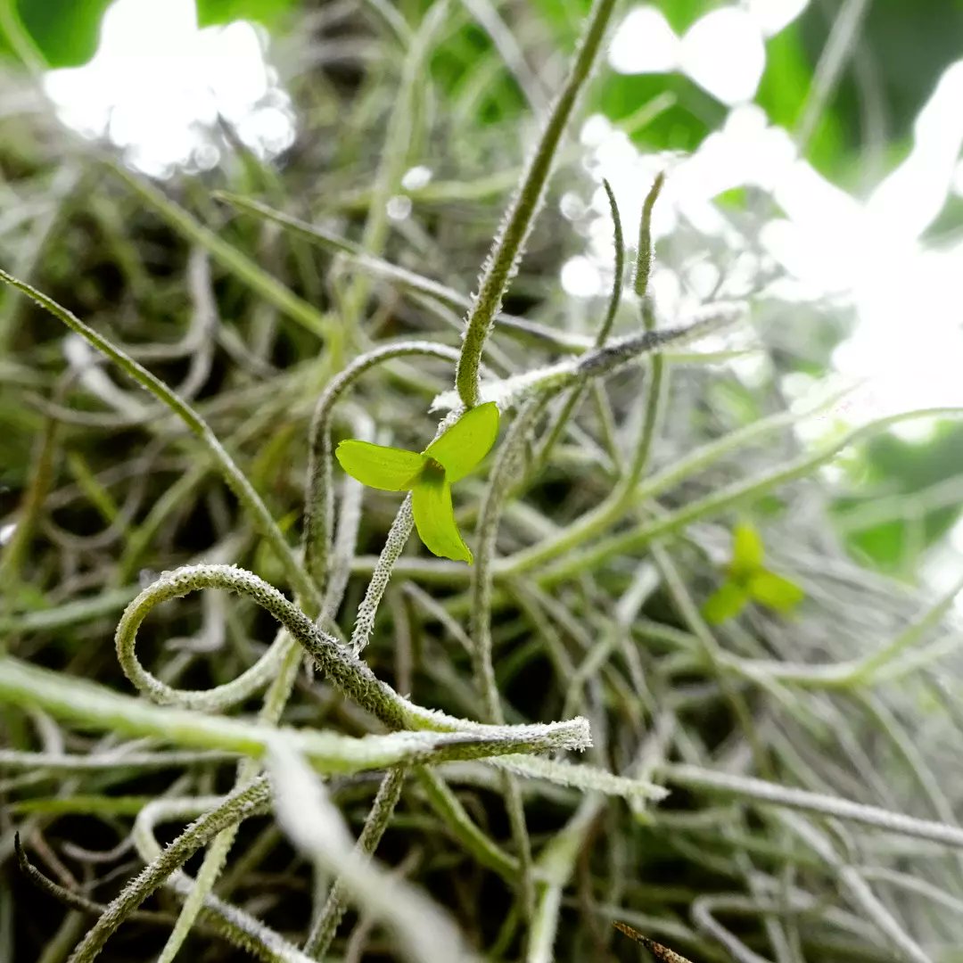 ウスネオイデスの花 Twitter Search Twitter ウスネオイデスの花 Twitter Search Twitter