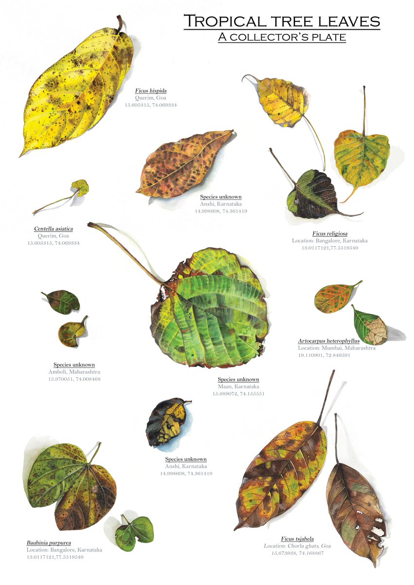 A collage of some leaf paintings I have done in the past in an attempt to draw attention to the diversity of trees in the Western Ghats. All the leaves are hand-painted and life-size.

#biodiversity #trees #indianforests #indianflora #leafillustrations #artforconservation #Artist