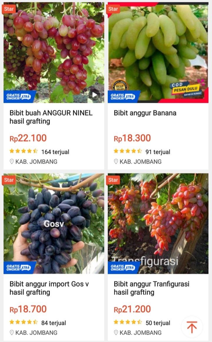 petanirumah's tweet photo. Bibit Anggur 20 Ribu Asli Atau Palsu?

Menjawab beberapa pertanyaan dari teman2 tentang Bibit anggur import 20 ribuan.

Jadi gini th 2017 saya ikut pelatihan anggur di Pekanbaru dan mentor nya dari bogor. Waktu itu pelatihan 1 hari biaya 1,5 juta https://t.co/K7r9dnHUsd