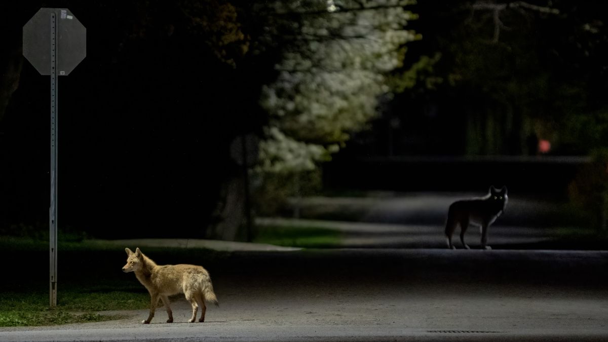 DigitalCameraW's tweet photo. Trash raccoon, Ratatouille-esque rat and coyote are stars of the Urban Wildlife Photography Awards 2022 https://t.co/Sfd8LGx5uS https://t.co/uPY1UEGjRq