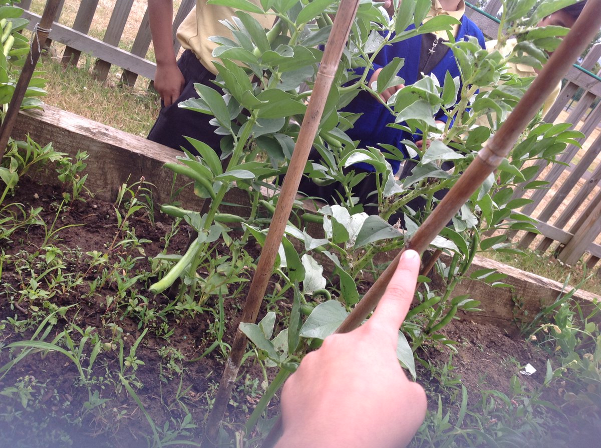 WCPSY1's tweet photo. Hunting for minibeasts as research for our upcoming junk modelling project. 🐜🪲🦗🐞🪳🕷️ https://t.co/yoeKsBprpA
