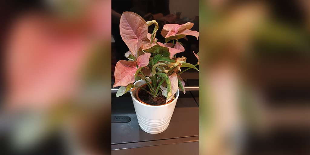 DaffodilsPlants's tweet photo. #Syngonium is a great looking, elegant and versatile houseplant which needs only modest care.

For Buying - https://t.co/JEnLnIFJbZ

#SyngoniumPlant #HousePlants #IndoorPlants #IndoorGarden #IndoorPlantsOnline #IndoorPlantsQatar #Daffodils #DaffodilsPlantNursery #Doha #Qatar https://t.co/9utow1U2On