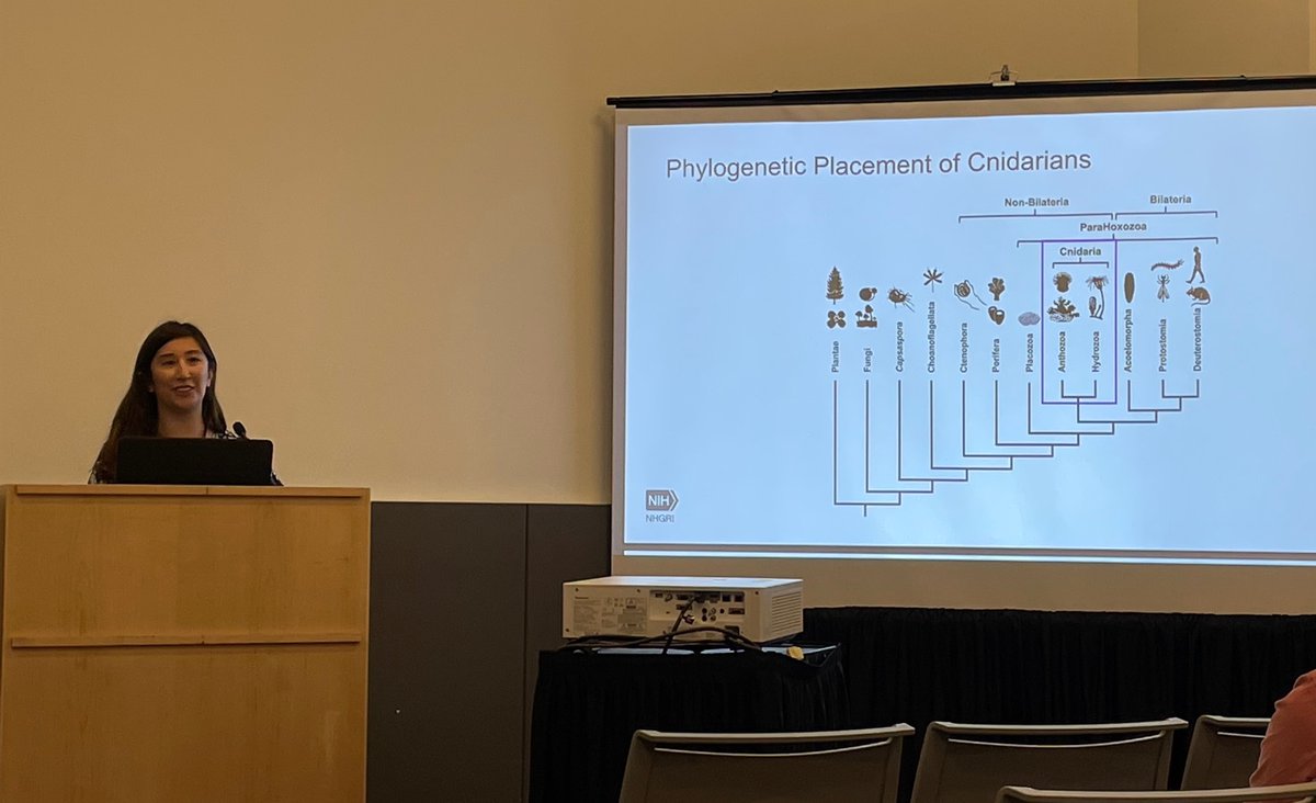 BaxevanisLab's tweet photo. Our own @esallychang presenting her work on sequencing the #podocoryna genome at this year's @Evol_mtg in Cleveland to a very full house!  #mentorpride @cnidofest #cnidaria #evolution https://t.co/awltGt88F9