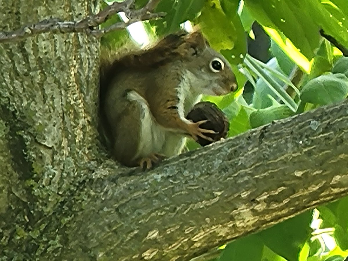 PeggyJoFarr2's tweet photo. Squirrel!
#redsquirrel
#Butternuttree https://t.co/qCK4cFbTjY