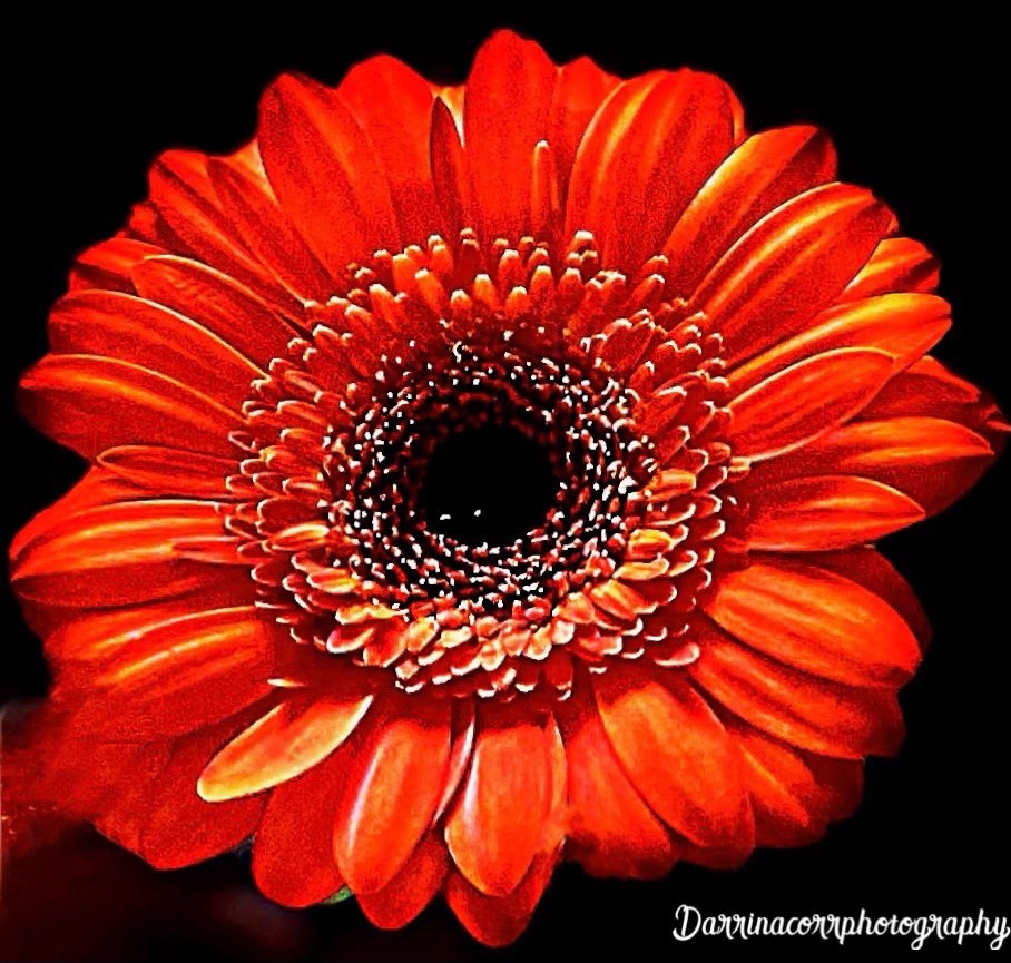 Darrinacorr's tweet photo. All the beauty of life is made up of light and shadow 

#photography 
#armaghphotographer 
#flowerphotography 
#tangerinegerbera 
#gerberadaisy 
#allthebeautyoflifeismadeupoflightandshadow https://t.co/yyMY82lcUG