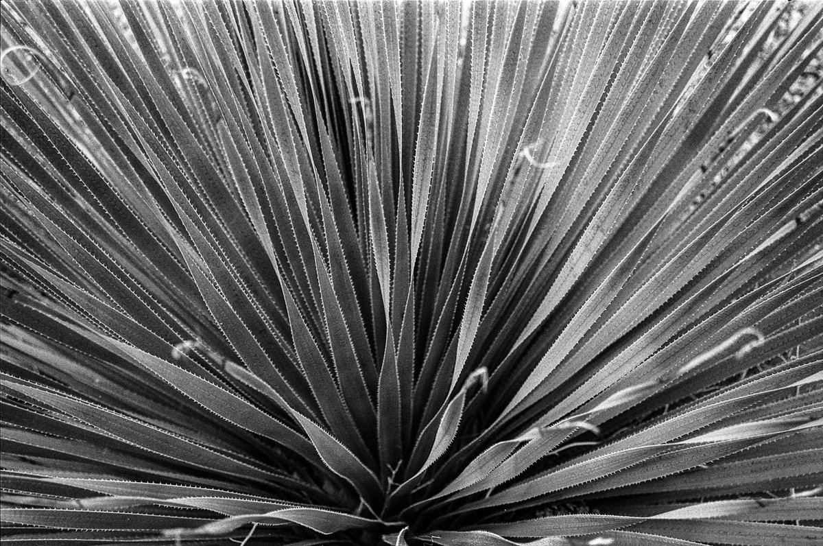 mtungate's tweet photo. Nikon N80 | Ilford HP4 https://t.co/oBwLLzywda