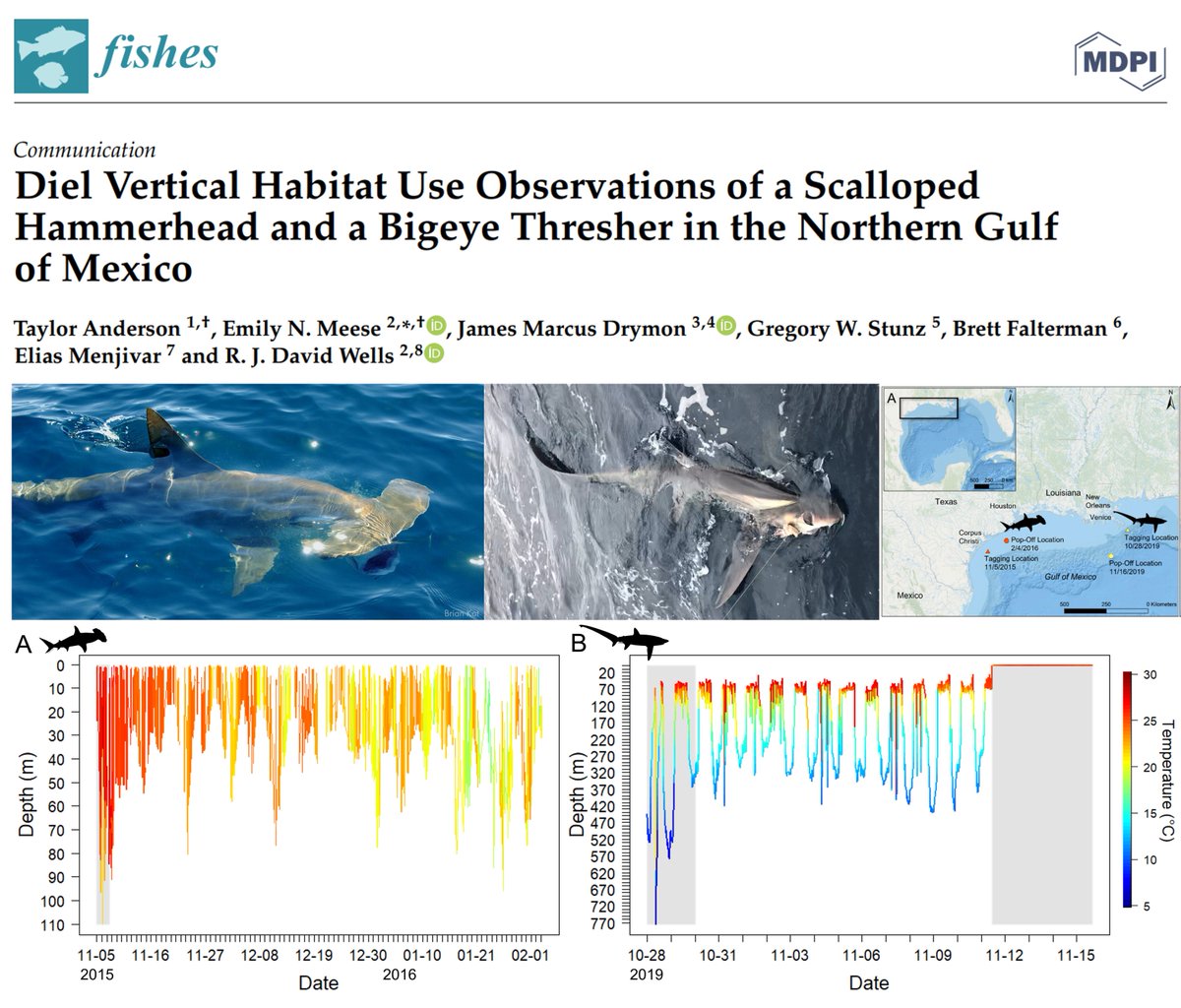 TAMUG Shark Biology and Fisheries Science Lab tweet media
