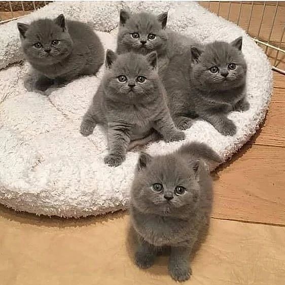 TheMeowCats tweet picture