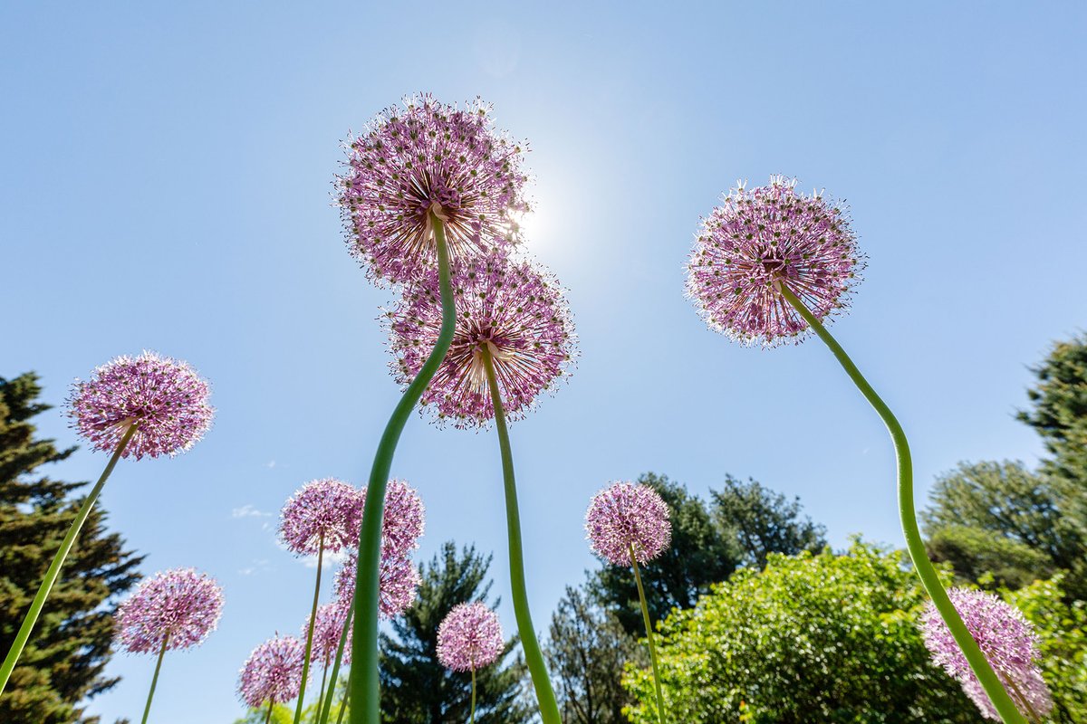 New York Botanical Garden tweet media