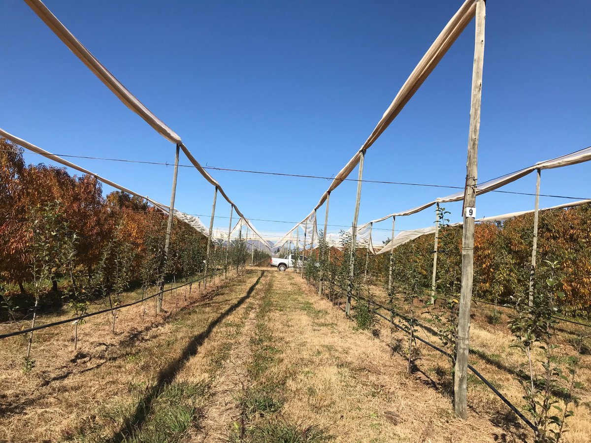 psclesotho's tweet photo. PSCEDP II supported Likhothola Fruit Farm based in Mahobong, Leribe. This 10.7 ha farm produces Global GAP certified apples, apricot and plum for domestic and international markets. #ClimateSmartAgriculture #likhothola #lesotho #apples #lesothoexports https://t.co/mEGkAnEKsY
