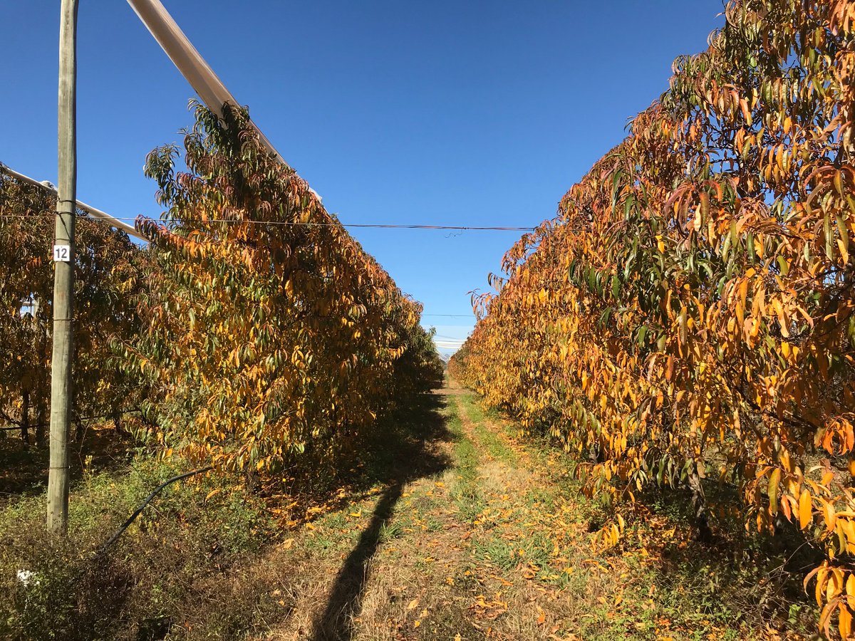 psclesotho's tweet photo. PSCEDP II supported Likhothola Fruit Farm based in Mahobong, Leribe. This 10.7 ha farm produces Global GAP certified apples, apricot and plum for domestic and international markets. #ClimateSmartAgriculture #likhothola #lesotho #apples #lesothoexports https://t.co/mEGkAnEKsY