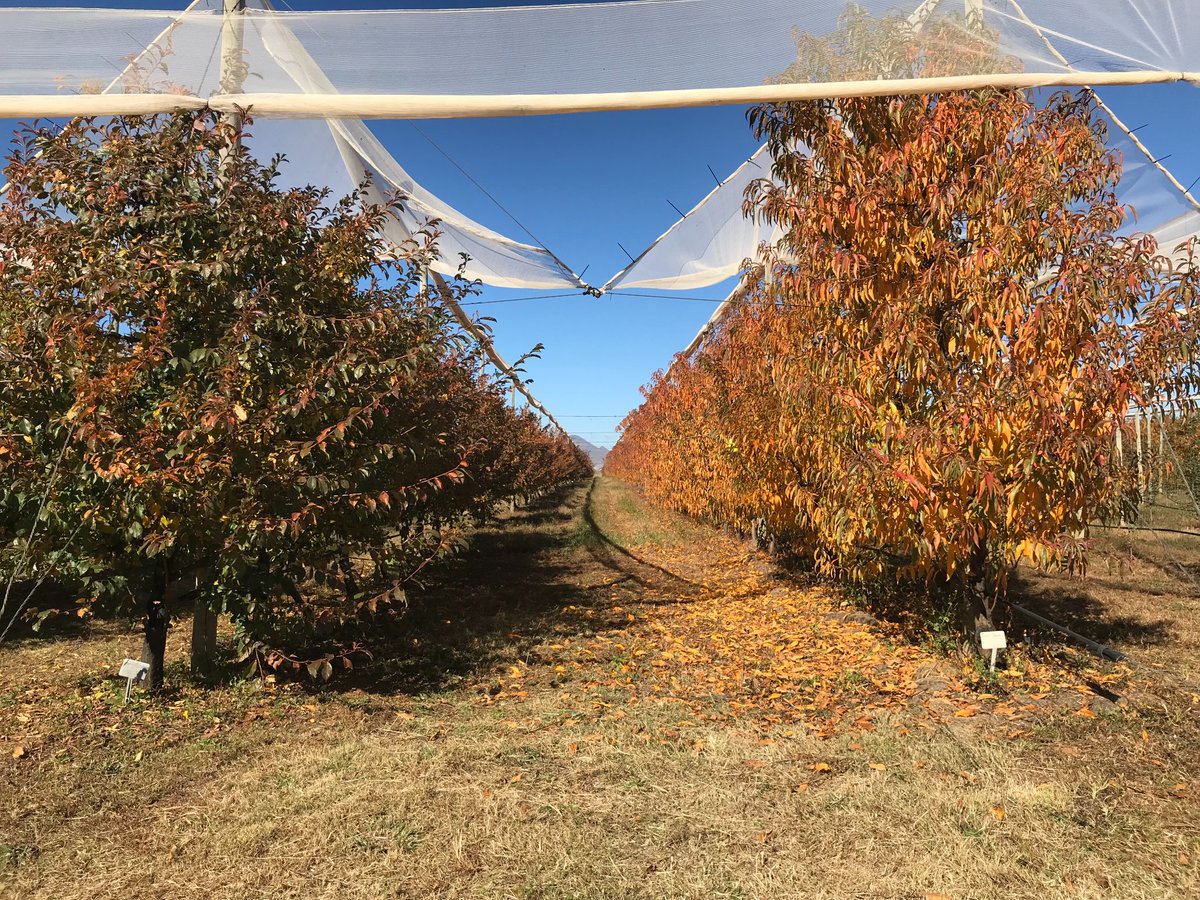 psclesotho's tweet photo. PSCEDP II supported Likhothola Fruit Farm based in Mahobong, Leribe. This 10.7 ha farm produces Global GAP certified apples, apricot and plum for domestic and international markets. #ClimateSmartAgriculture #likhothola #lesotho #apples #lesothoexports https://t.co/mEGkAnEKsY