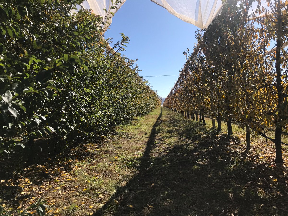 psclesotho's tweet photo. PSCEDP II supported Likhothola Fruit Farm based in Mahobong, Leribe. This 10.7 ha farm produces Global GAP certified apples, apricot and plum for domestic and international markets. #ClimateSmartAgriculture #likhothola #lesotho #apples #lesothoexports https://t.co/mEGkAnEKsY