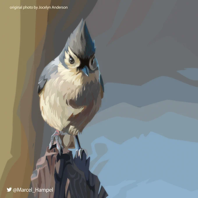 4 bird studies from 2020 done with lasso-tool and flat colors based on photos by Jocelyn Anderson. 