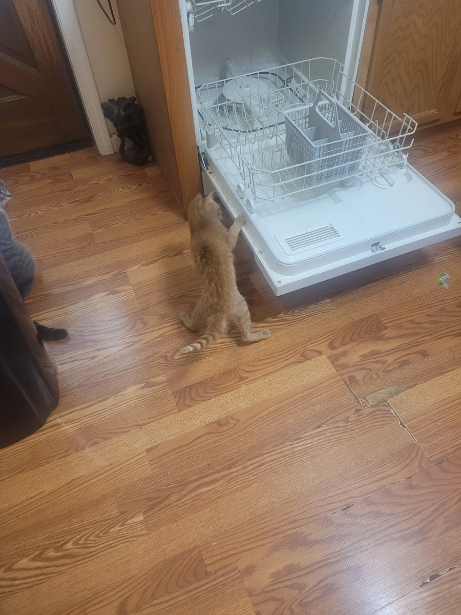 lynnslagle42's tweet photo. Louie helpin in the kitchen ๐คฃ #edgarsfamily #cerebellarhypoplasia #chlove #wobblykitty #chkitty #lovethislittleboi #suchatinyman #momshelper #louiepatchouliblue #getthosedishesdonenow #powwowatdoor https://t.co/z7zQFr2drA