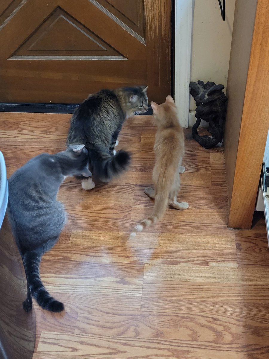 lynnslagle42's tweet photo. Louie helpin in the kitchen ๐คฃ #edgarsfamily #cerebellarhypoplasia #chlove #wobblykitty #chkitty #lovethislittleboi #suchatinyman #momshelper #louiepatchouliblue #getthosedishesdonenow #powwowatdoor https://t.co/z7zQFr2drA