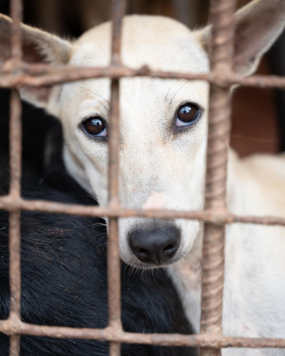 FOURPAWSUSA's tweet photo. #GreatNews to start off your week! 2 more regencies & a city go #DogMeatFree in Indonesia! The city of Medan, which slaughters up to 200 dogs everyday, passed the necessary regulations for the ban. The regencies Temanggung & Magelang also declared they will become dog meat free! https://t.co/0nJdMlX0A3