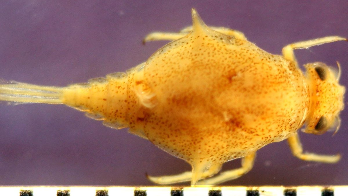 Illinois RiverWatch tweet media