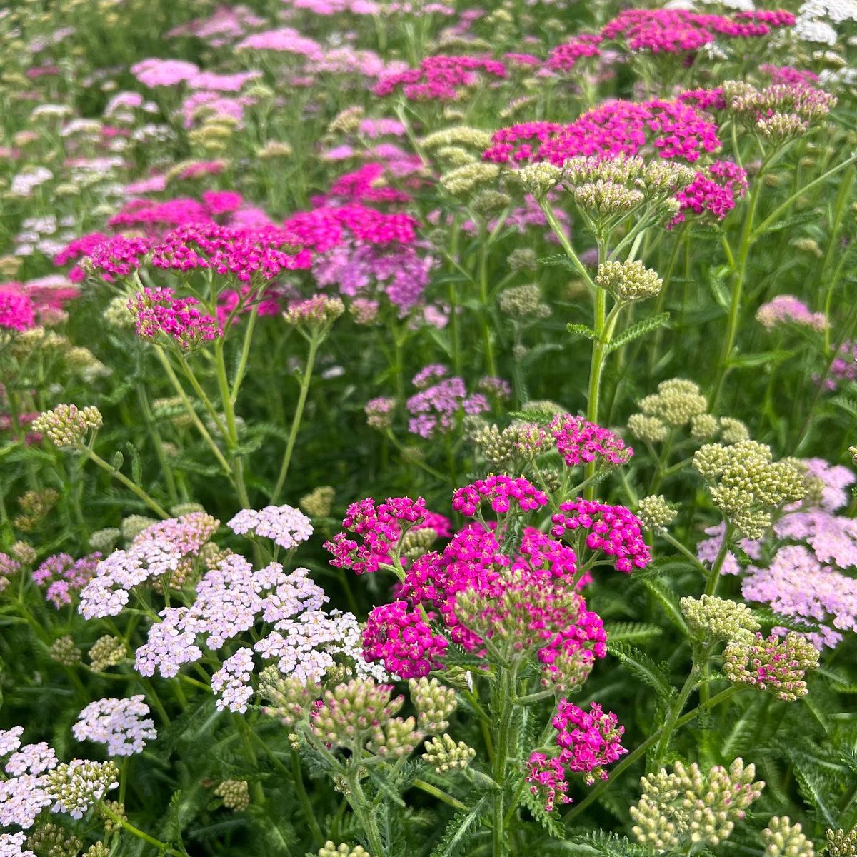 NAYLOR FLOWERS Ltd tweet media