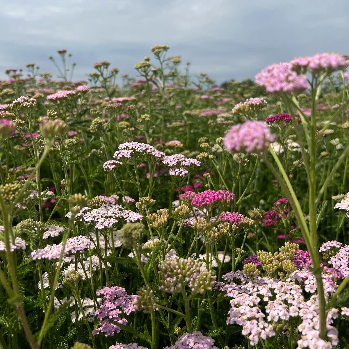 Achillea field shots 📸🌸 named after the Greek mythological character Achilles 🏛
#flowerfacts #achillea #britishflowers #greekmythology #supportbritishfarmers