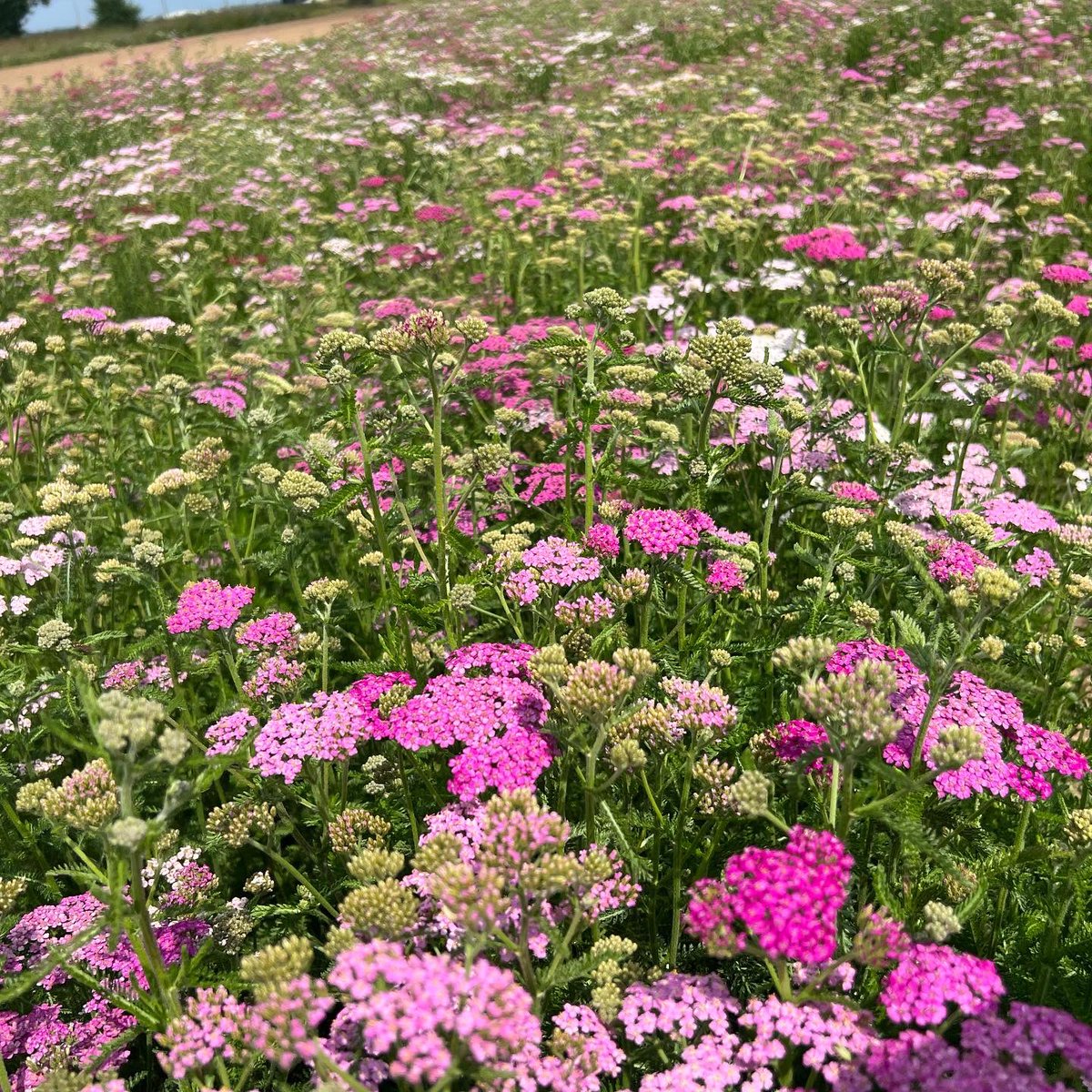 NAYLOR FLOWERS Ltd tweet media