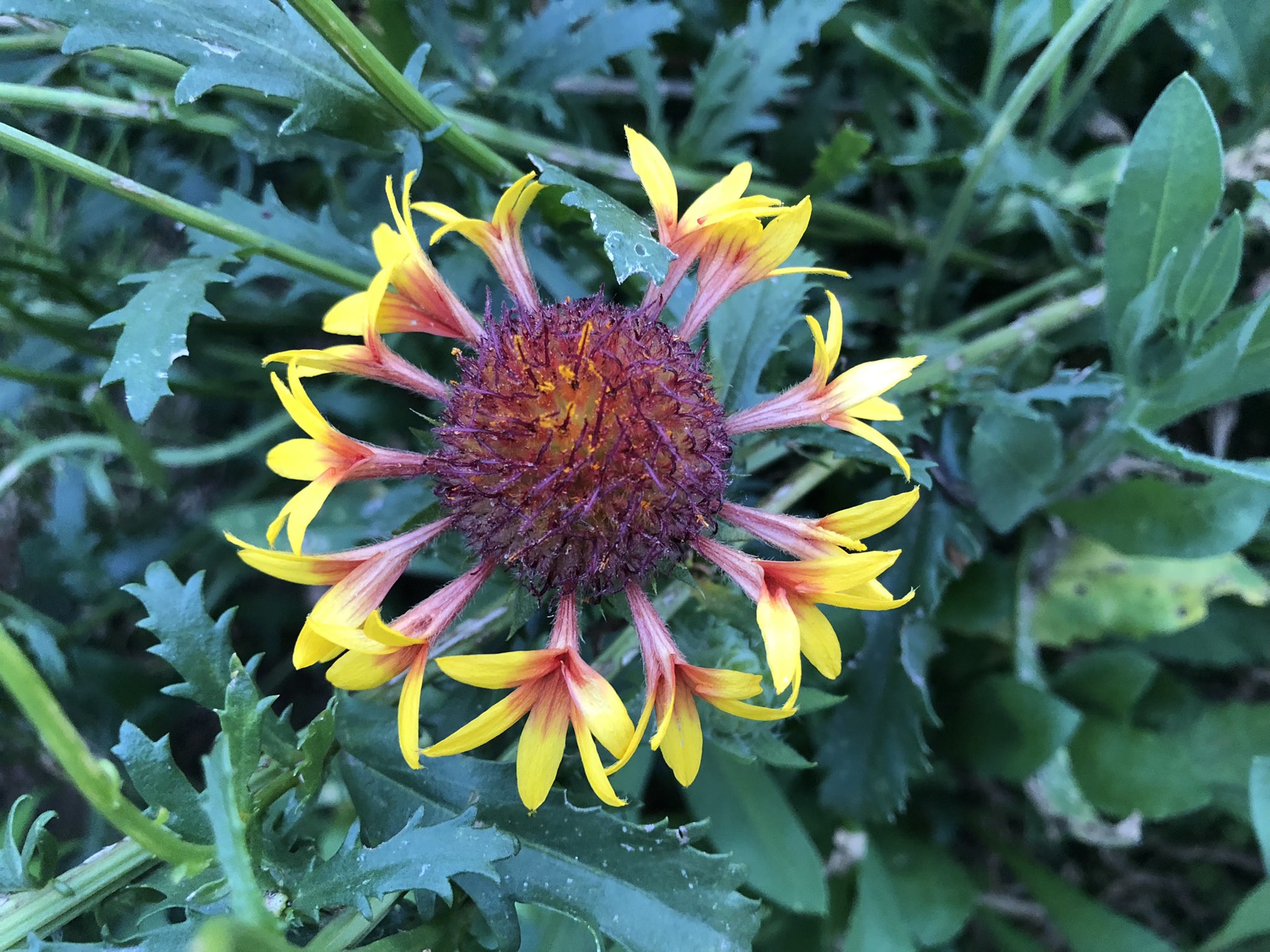 Ominaeshi917 またの名を ガイラルディア と言う 新しい命を生きるように 花の形を変える T Co Chnxxb9e1n Twitter