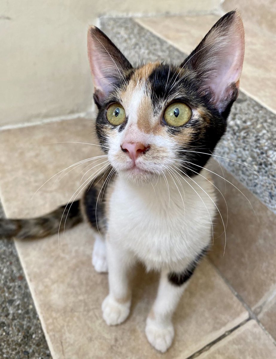 JuanYcaza1's tweet photo. Amigos busco hogar responsable para estos lindos gatitos, fueron abandonados recién nacidos y los hemos cuidado por 2 meses, están desparasitados, son muy cariñosos y hacen en arenero. Se agradece difusión ☺️🐱 https://t.co/z7cUV2Keiu
