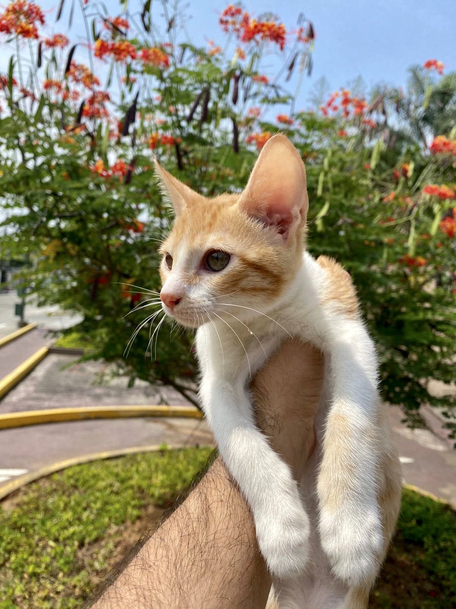 JuanYcaza1's tweet photo. Amigos busco hogar responsable para estos lindos gatitos, fueron abandonados recién nacidos y los hemos cuidado por 2 meses, están desparasitados, son muy cariñosos y hacen en arenero. Se agradece difusión ☺️🐱 https://t.co/z7cUV2Keiu