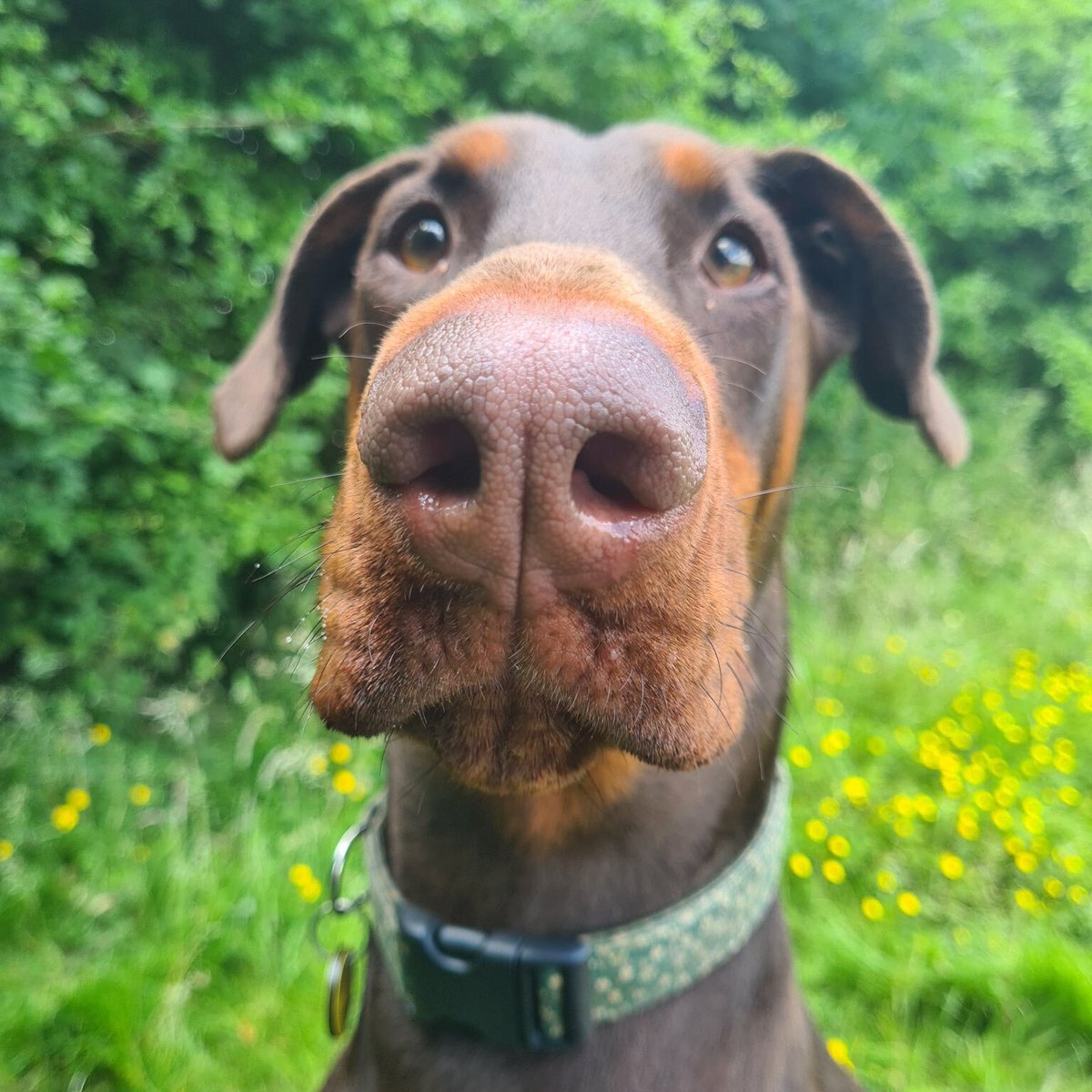 DogsTrust's tweet photo. Does Stuart have a boop-able snoot? Give it a try 👉🐽

@DT_Leeds 

Image description: Stuart is a dark and light brown Dobermann with floppy ears and brown eyes. He is sat on grass in front of thick bushes with his snoot up close to the camera. https://t.co/78GKGTcSXh