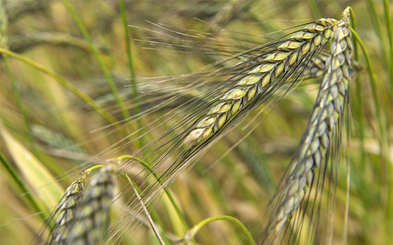 agroscope's tweet photo. Agroscope beteiligt sich am EU-Projekt INVITE. Dessen Ziel ist, die Einführung von neuen #Sorten zu fördern, welche an die unterschiedlichen Bedingungen sowie an nachhaltige Bewirtschaftungssysteme angepasst sind. Mehr Infos: https://t.co/qL3mQbPvsC https://t.co/ILvwjc2XU9
