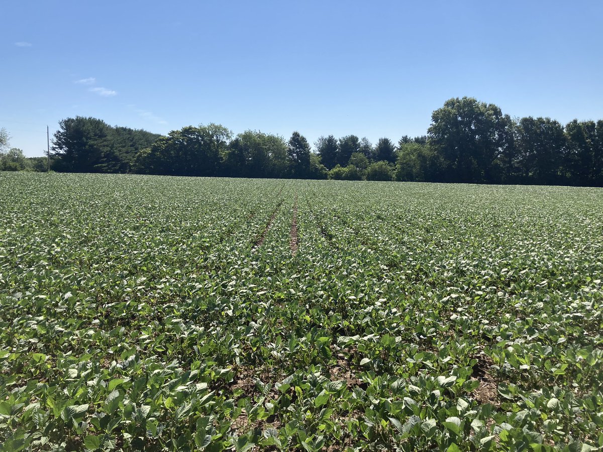 cadkins87's tweet photo. Stone’s  2XF3931 soybeans planted on 4-29 are loving this weather!
#bayer4IL #stoneknowsIL https://t.co/rAxEcWxh7s