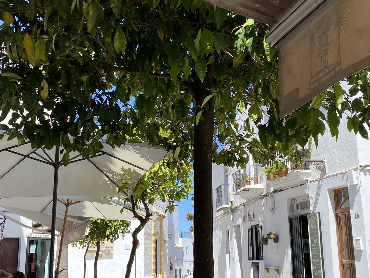 meleromj's tweet photo. Café a la sombra…
#vejerdelafrontera #callesdevejer #detallesdevejer #comarcadelajanda #cadiz #andalucia https://t.co/MsNFh9058K