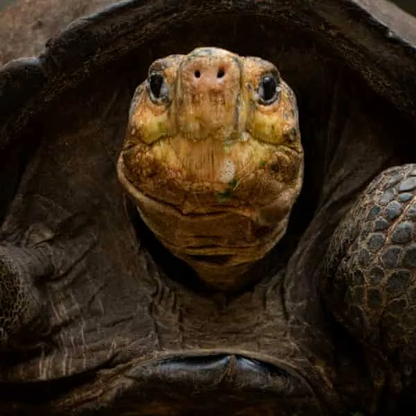AmericasPartner's tweet image. Interesting article from the Guardian about re-wilding and protecting the natural world for a better future for all. 

buff.ly/3AaRXcm

#galapgos #ecuador #rewilding #nature #tourism