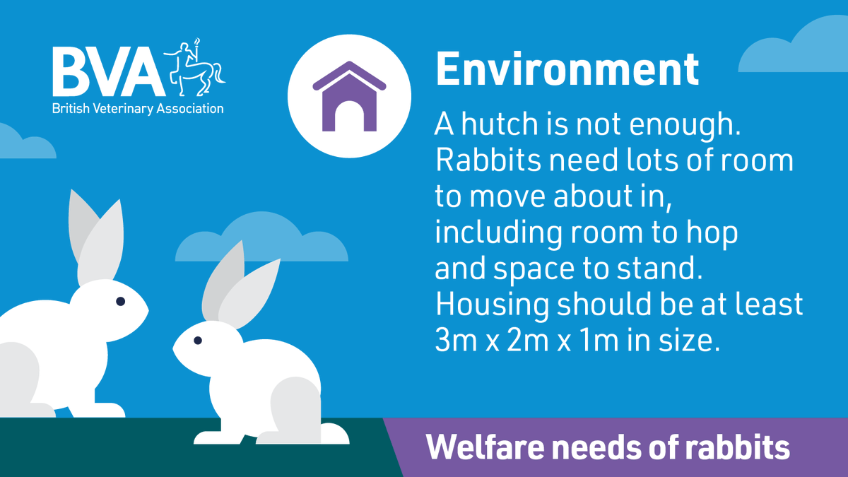 BritishVets's tweet photo. It's #RabbitAwarenessWeek! Rabbits make lovely pets but if you’re considering welcoming bunnies into your family, #HopToIt and make sure you have enough #RoomForRabbits before getting them home. @RabbitRWAF
@AWF_VETS has more info on their welfare needs: https://t.co/pR3TIGWZ1W https://t.co/xITsKzuXWz