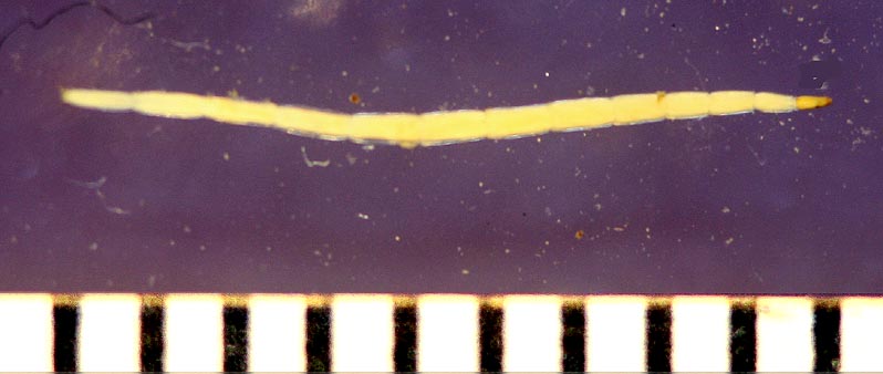 Illinois RiverWatch tweet media