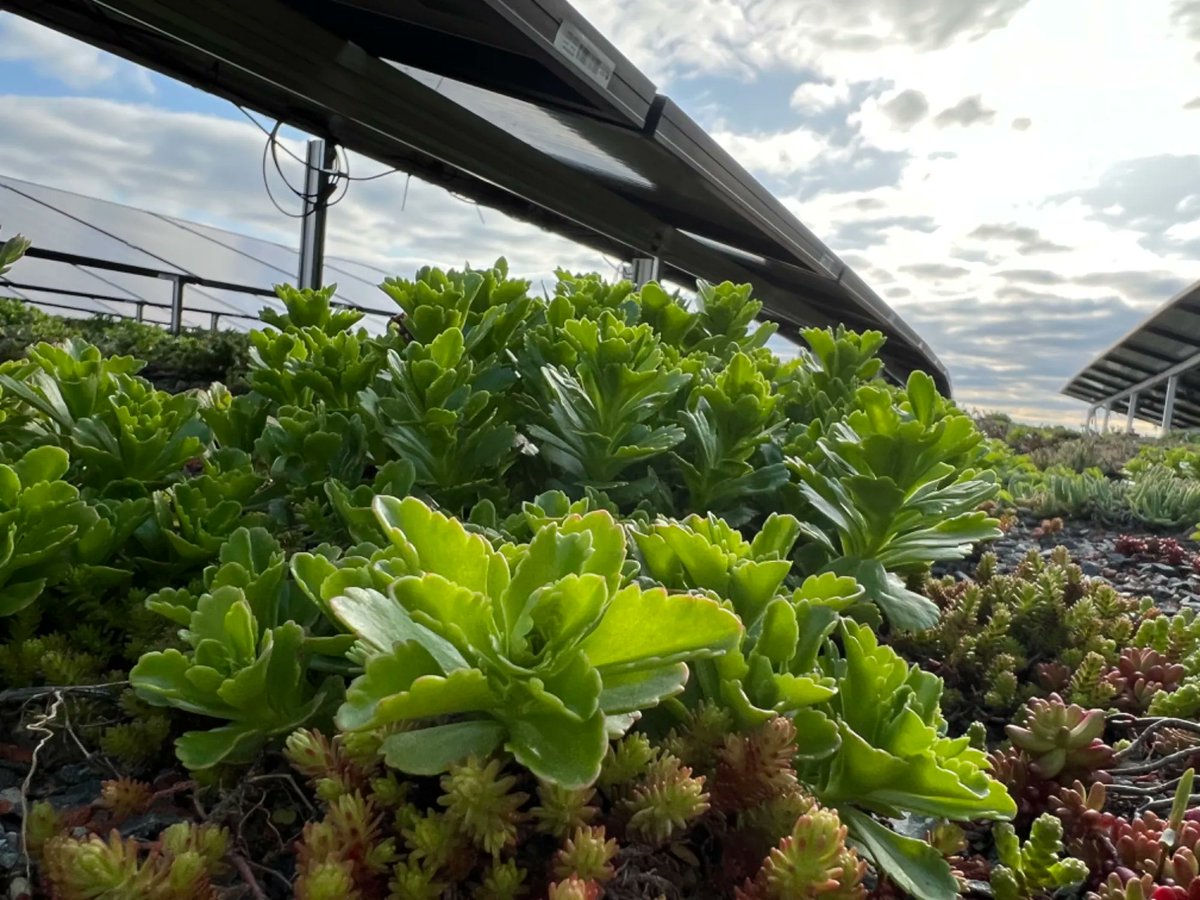 FurbishGreen's tweet photo. Two for one! Our #solargreenroof uses the weight of the plants and their substrate as a ballast for #solarpanels. This means your building gets both #stormwatermanagement and #cleanelectricity in the same footprint. Get it touch with us to start building your own #winwin solution https://t.co/pvvOVvTtu8