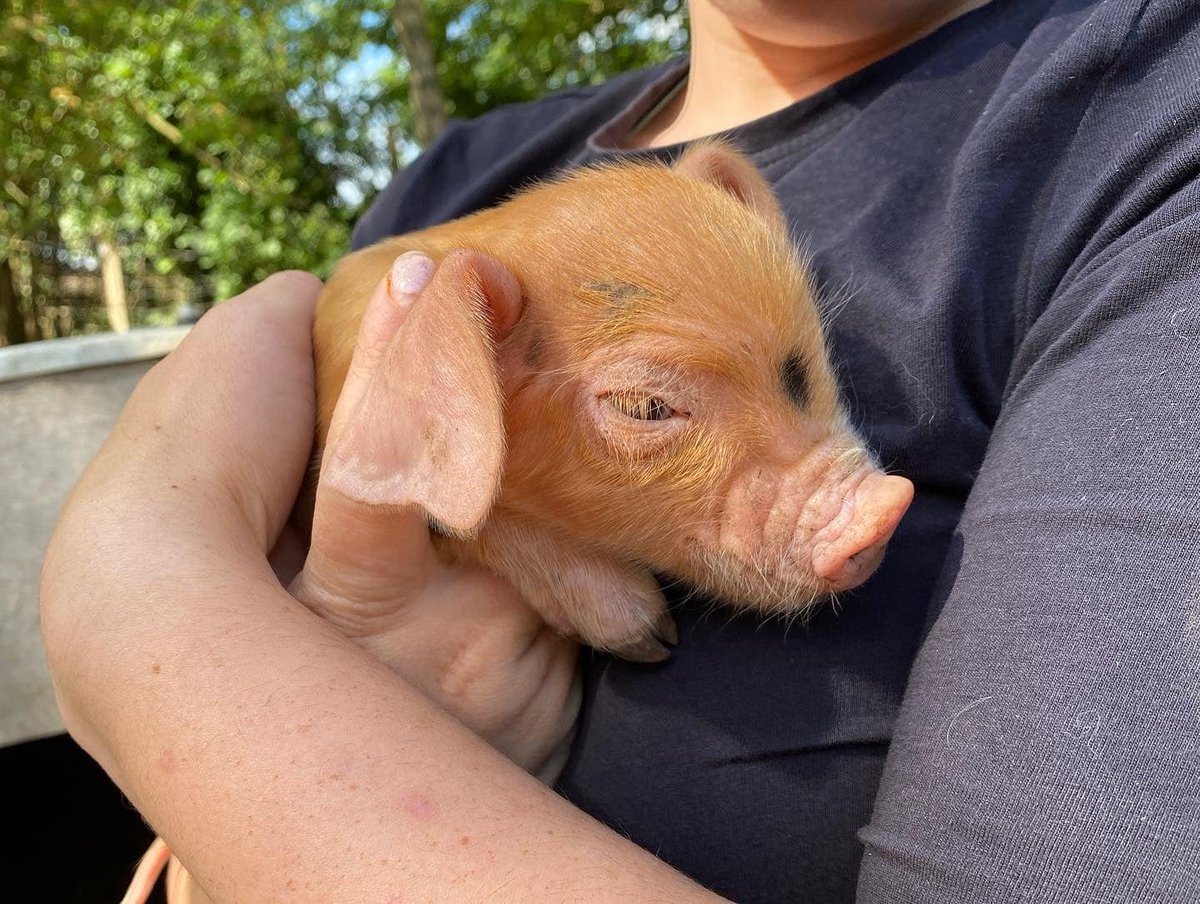 ASUatSWCHS's tweet photo. Pickles 1st litter of Oxford Sandy and Black piglets  
#oxfordsandyandblack #oxfordsandyandblackpigs #osb #osbpigs #bpa #breedingprogramme #conservationbreeding #rarebreed #rarebreedsfarm #rarebreedsurvival #british #britishpigs #nativebreed #schoolfarm https://t.co/Ui1Hu68Pqc