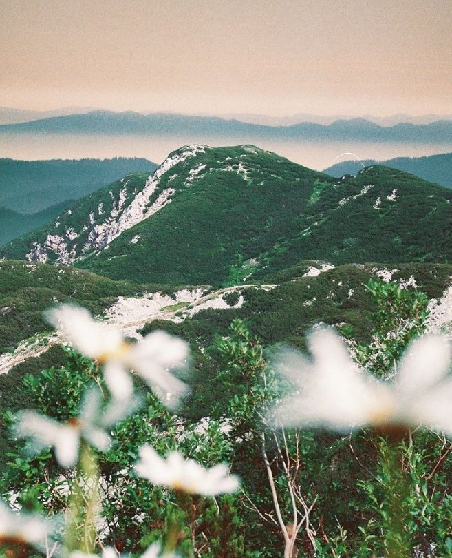 GAP-ORGANIC tweet media