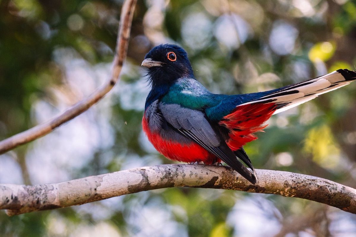 Hilo de fotos por el #CumpleMbaracayú 🥳

Gracias, <a href="/tetsu/">tetsu espósito</a> por el aporte, ¡hermosas fotos! 👏🏼🤩📸 🌳🐦 

✅ Vos también podés compartir aquí el tuyo 👇🏼👀🙌🏼🧐

#ReservaMbaracayú #Aves #PaisajesMbaracayú #Mbaracayú #MbaracayúLodge