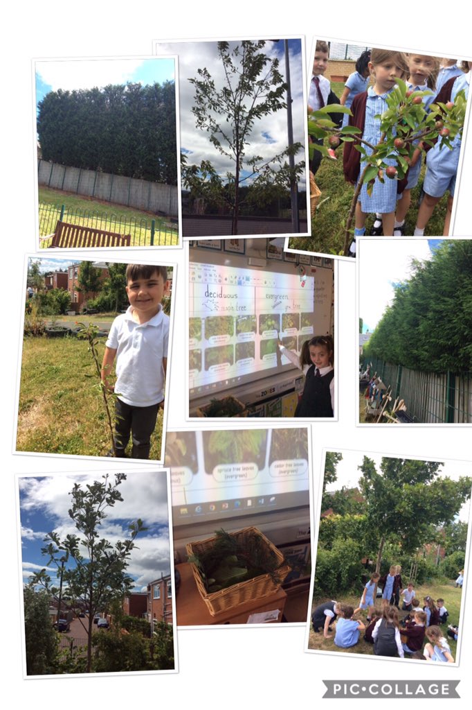 Year 1 Busy Bees tweet media