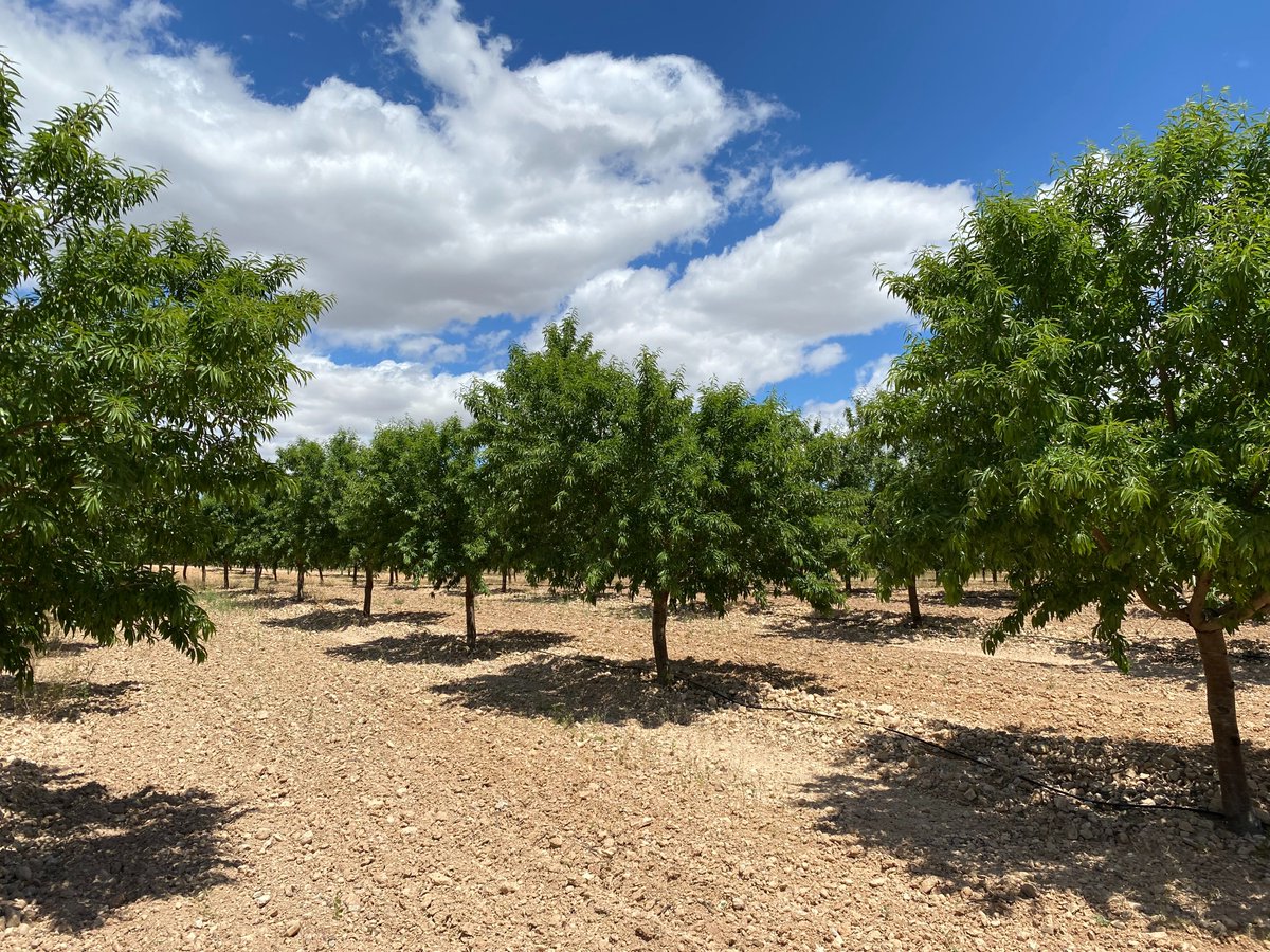 Estamos encantados con las fotos que nos han llegado desde Hellín de estos almendros biofertilizados con Bulhnova.

El agricultor ha conseguido reducir la fertilización al 50% consiguiendo mejores resultados.

#Probelte #agricultura #cultivos #innovación #biotecnologia #bulhnova