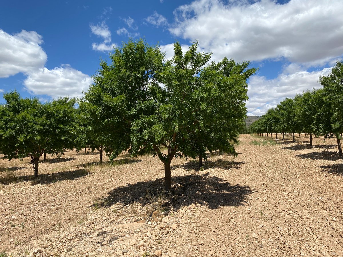 Probelte tweet media