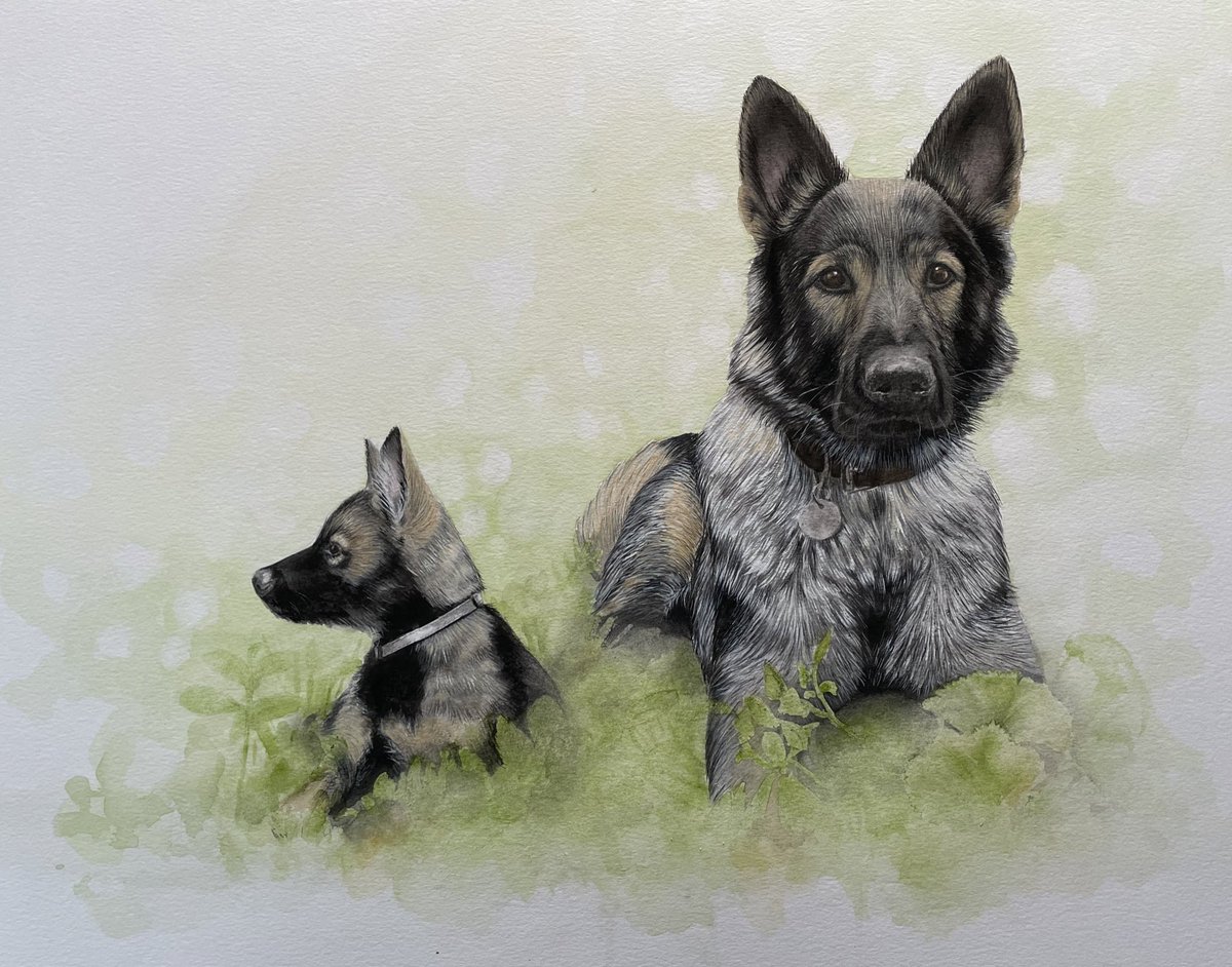 <a href="/DC_PoliceDogs/">DC_Police Dogs ( Puppy Development Program)</a> ‘Mother &amp; Child’
Ella, the most wonderful mother who has given the most amazing pups. So many are currently serving police dogs. Loved by all that follow her, such a fantastic dog in her own right. <a href="/PawsomePensions/">PawsomePensions</a> <a href="/The_NFRSA/">NFRSA</a> <a href="/PDFranky/">Kimmo</a> F/G litter 💙 #DogsofTwittter