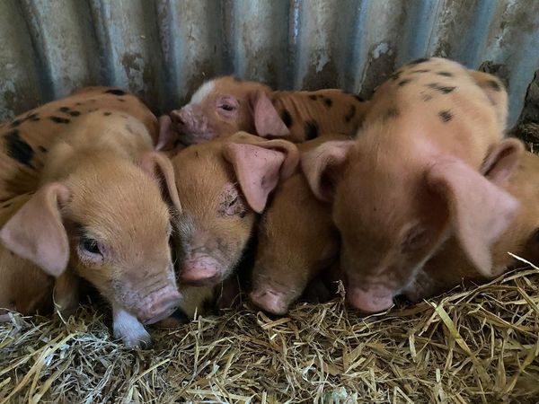ASUatSWCHS's tweet photo. Pickles 1st litter of Oxford Sandy and Black piglets  
#oxfordsandyandblack #oxfordsandyandblackpigs #osb #osbpigs #bpa #breedingprogramme #conservationbreeding #rarebreed #rarebreedsfarm #rarebreedsurvival #british #britishpigs #nativebreed #schoolfarm https://t.co/Ui1Hu68Pqc