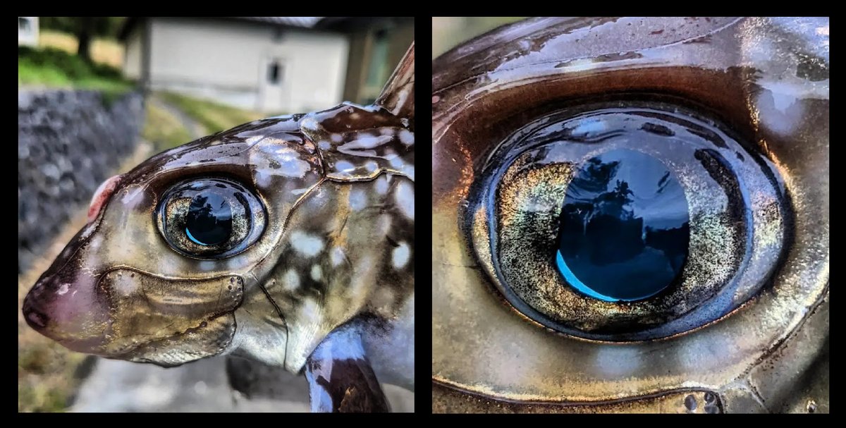garethjfraser's tweet photo. Rarely seen in sunlight - the Spotted Ratfish (Hydrolagus colliei). The colors of the #Ratfish are incredible. So much gold. And their huge eyes are so striking! #chimaera #holocephalan #ratfishoutofwater @MarineBiol_FHL @UFBiology #teamfish #cartilaginous https://t.co/q5imI6eDGw