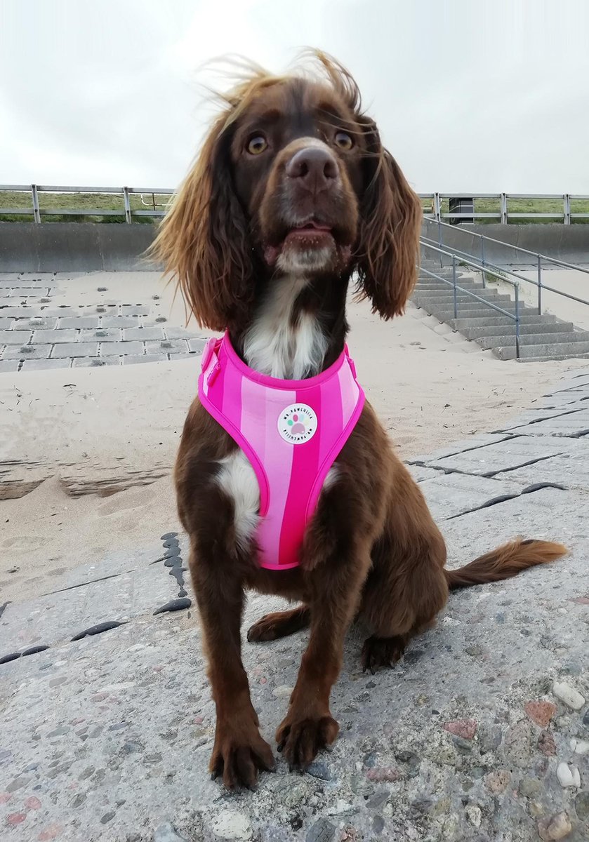 sarahkandi's tweet photo. My little beach babe has grown up 🏝🐶 https://t.co/TebecmLkXH