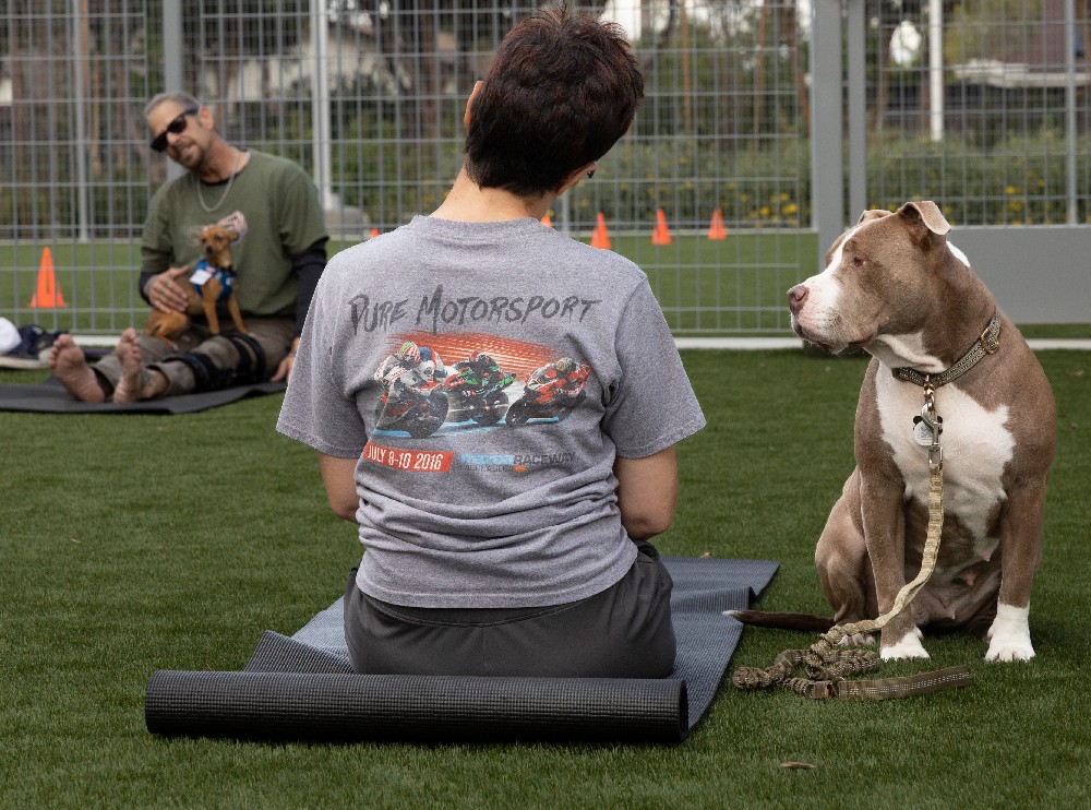 APPAtweets's tweet photo. Service dogs can be life-changing for veterans who experience PTSD. Our #APPAGivesBack partner @ARFtweets trains service dogs to support veterans with PTSD symptoms, providing companionship, stability & support in establishing routines and self-care practices. #PTSDAwarenessDay https://t.co/IuxzYg0k8U